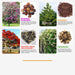 Flowering Tree seeds Combo