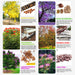 Flowering Tree seeds Combo