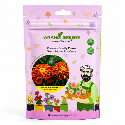 French Marigold (KS Spl Scarlet Red)