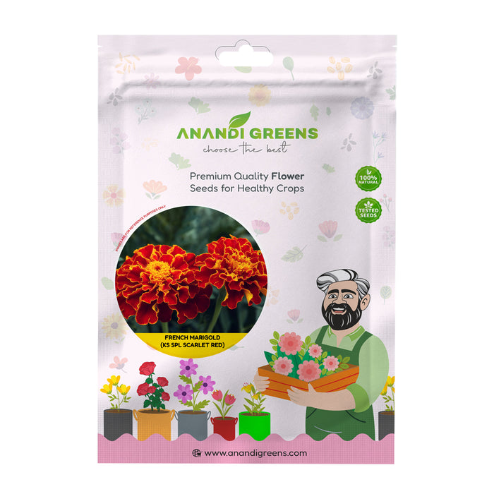 French Marigold (KS Spl Scarlet Red)