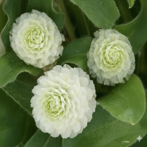 Gomphrena–Globosa-Buddy-White-Flower-Seeds
