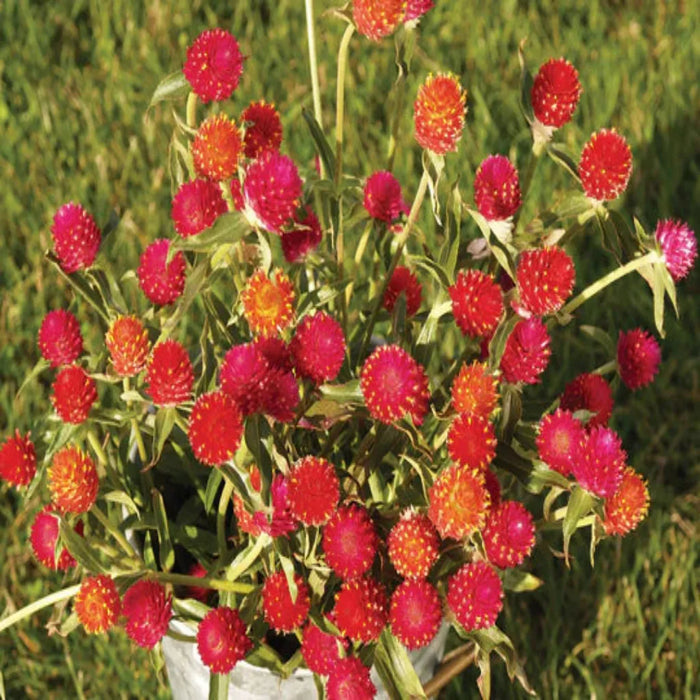 Gomphrena – QIS Mix F1