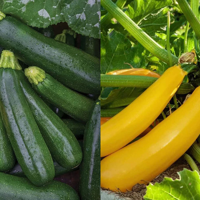 Green and Yellow Zucchini Seeds Combo for Home Gardening