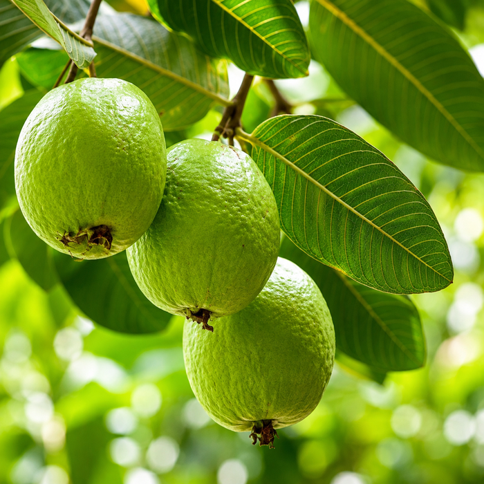 Guava (अमरुद) Seeds
