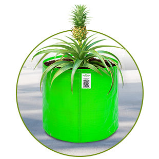 HDPE Circular Grow Bag | 260 GSM