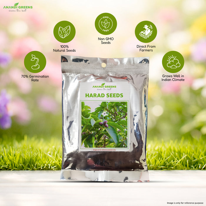 Harad seeds, Haritaki, Chebulic Myrobalan seeds