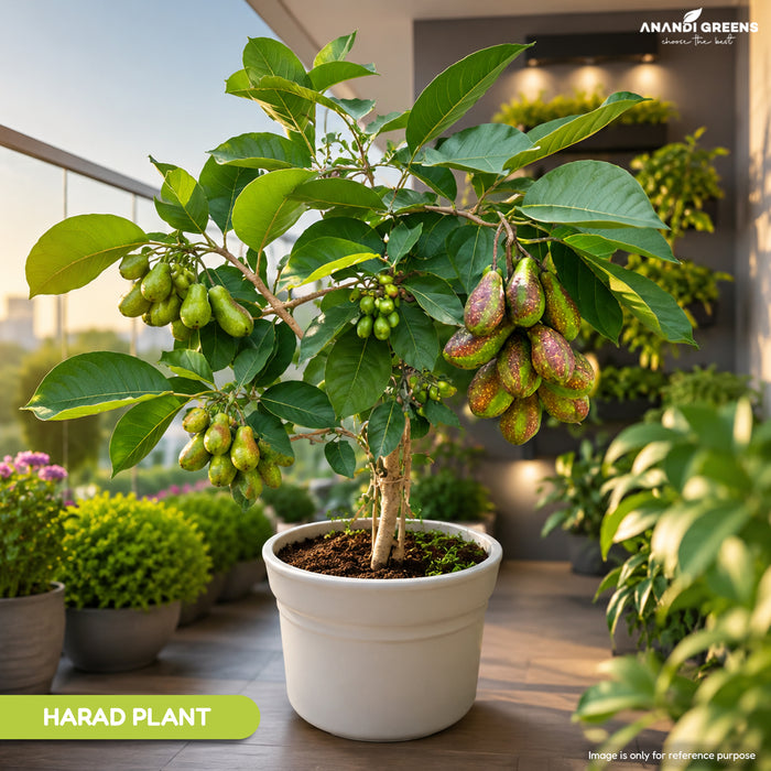 Harad seeds, Haritaki, Chebulic Myrobalan seeds