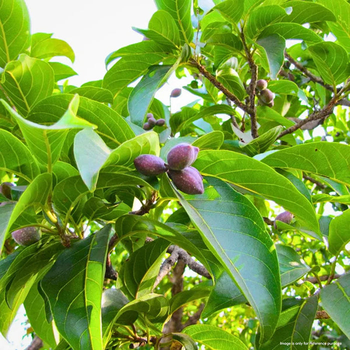 Harad seeds, Haritaki, Chebulic Myrobalan seeds