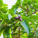 Harad seeds, Haritaki, Chebulic Myrobalan seeds