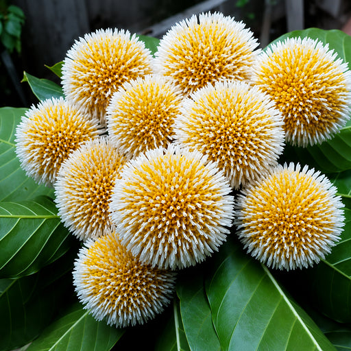 Kadamba (Kadam / Burflower-tree) Seeds
