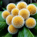 Kadamba (Kadam / Burflower-tree) Seeds