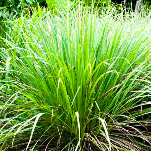 Lemon Grass Seeds