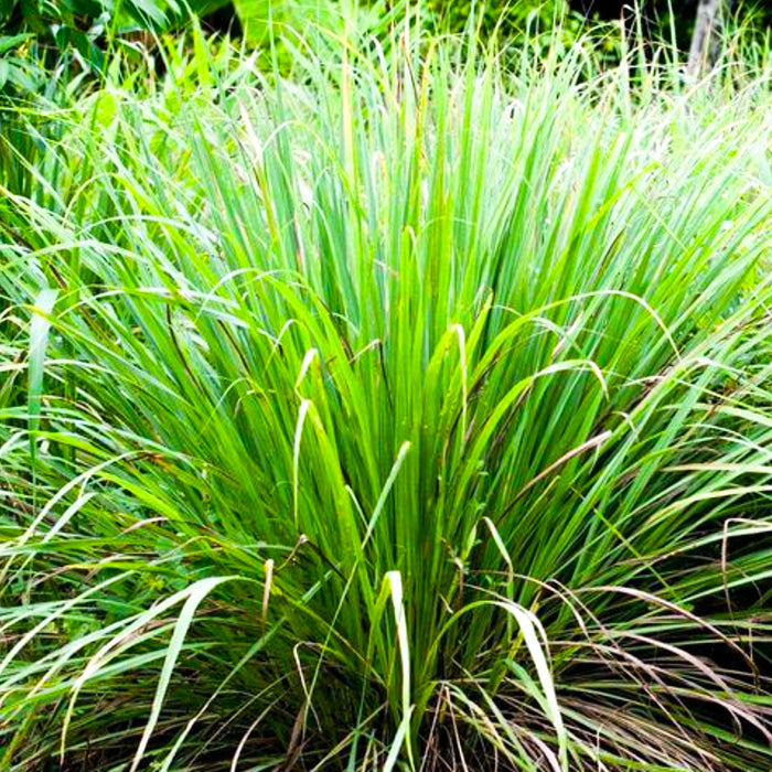 Lemon Grass Seeds