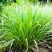 Lemon Grass Seeds