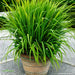 Lemon Grass Seeds