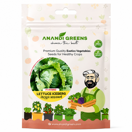 Lettuce Iceberg (लेट्यूस आइसबर्ग) Seeds