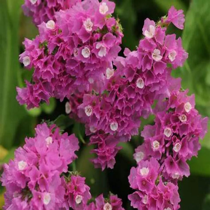 Limonium – QIS Rose F1
