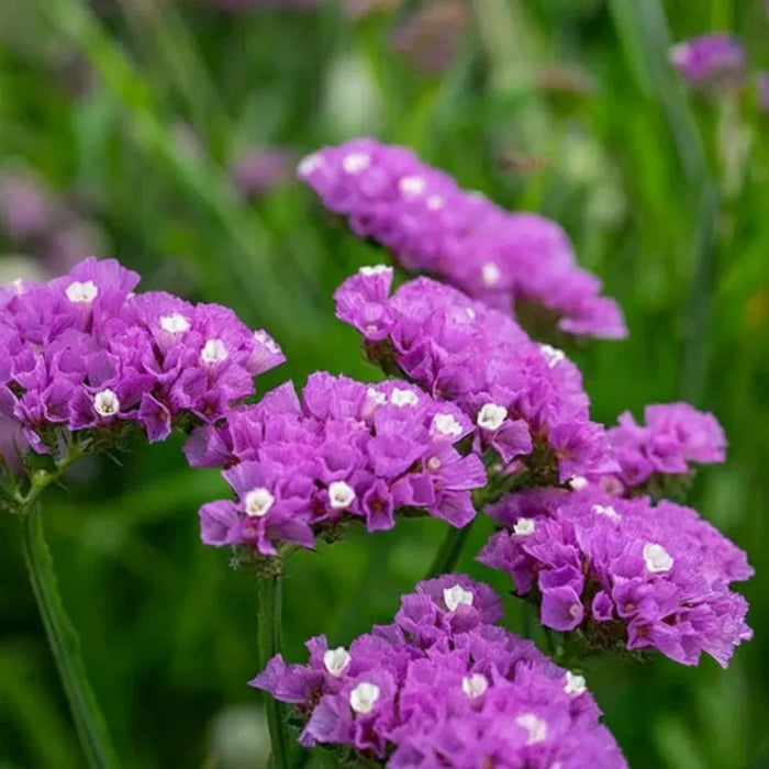 Limonium – Sinuatum Hipster Rose F1