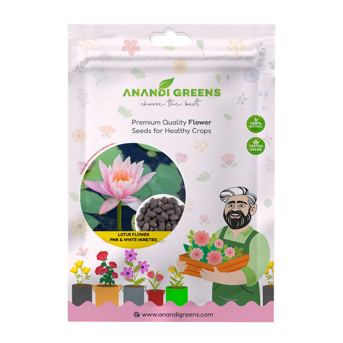Lotus Flower Seeds – Pink & White Varieties-Pack of 5 Seeds (कमल के बीज)