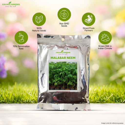 Malabar Neem Seeds
