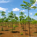 Malabar Neem Seeds