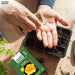 Marigold French Jaine Series F1 Flower Seeds