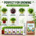 Microgreen Growing Kit Included 500g Cocopeat, Spray Bottle, 5 Growing Bag & 5 Microgreen Seed Varieties Broccoli Microgreen, Amaranthus Micrrogreen, sunflower microgreen, Pea Microgreen, beetroot microgreen, radish microgreen