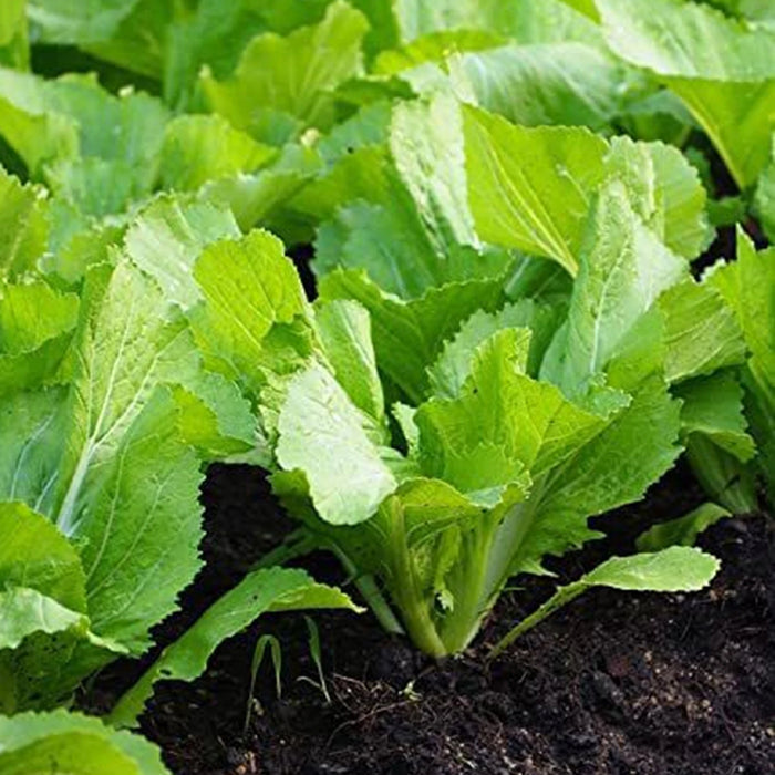 Mustard Greens (Sarson Saag) Seeds