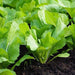 Mustard Greens (Sarson Saag) Seeds
