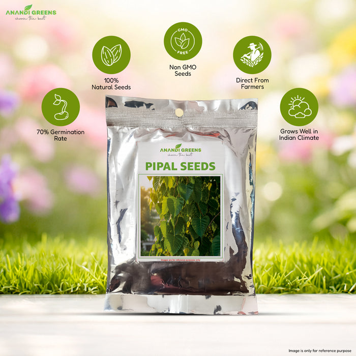 Peepal (पीपल) Tree Seeds