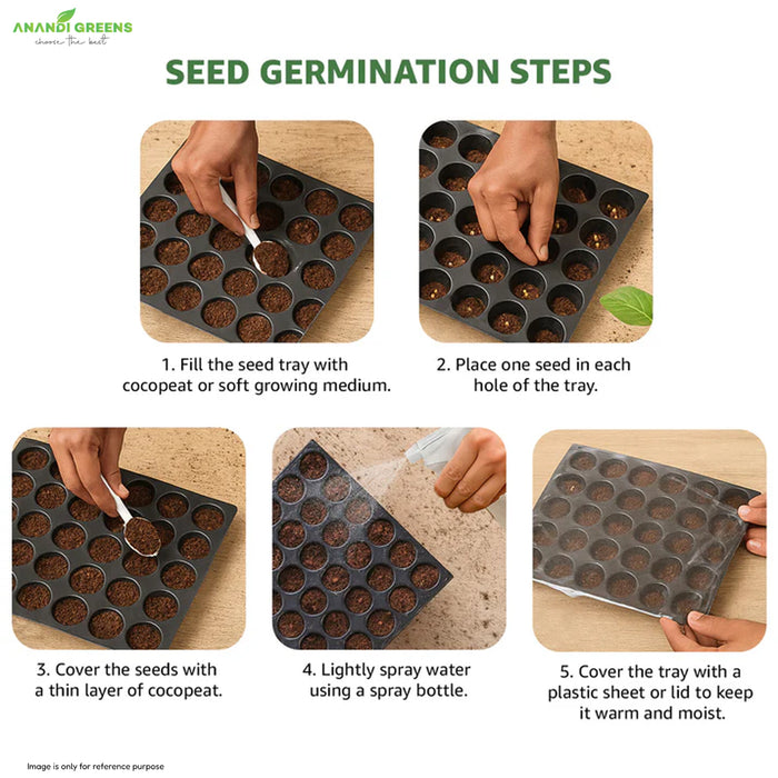 Peepal (पीपल) Tree Seeds