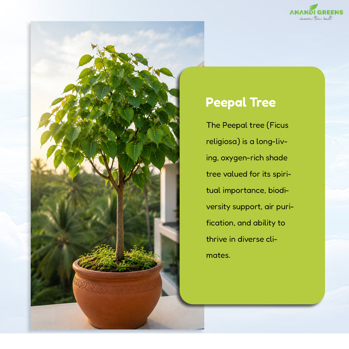 Peepal (पीपल) Tree Seeds