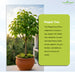 Peepal (पीपल) Tree Seeds