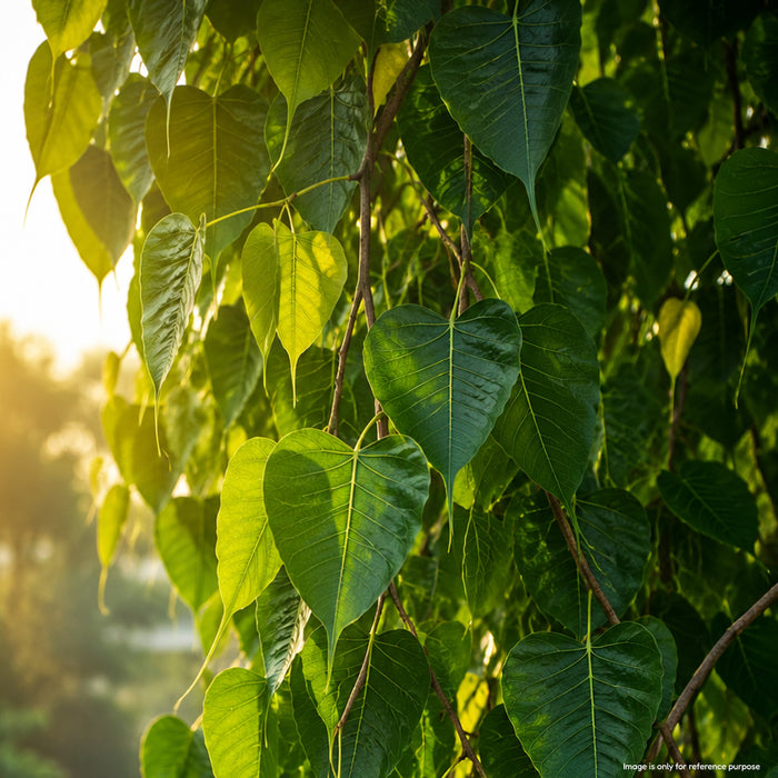 Peepal (पीपल) Tree Seeds