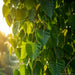 Peepal (पीपल) Tree Seeds