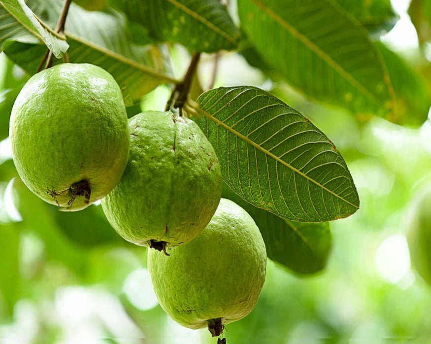 Guava (Amrood) Fruits Tree Seeds