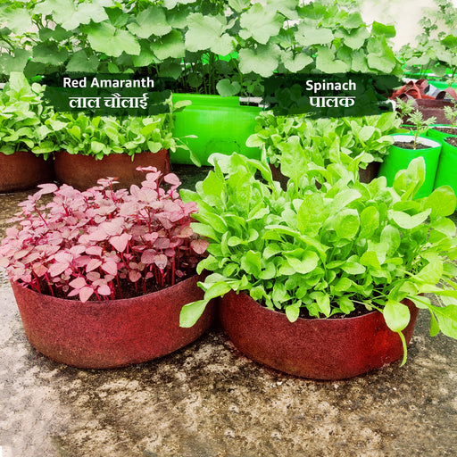 Geo Fabric Plant Grow Bag 15x6 Inch