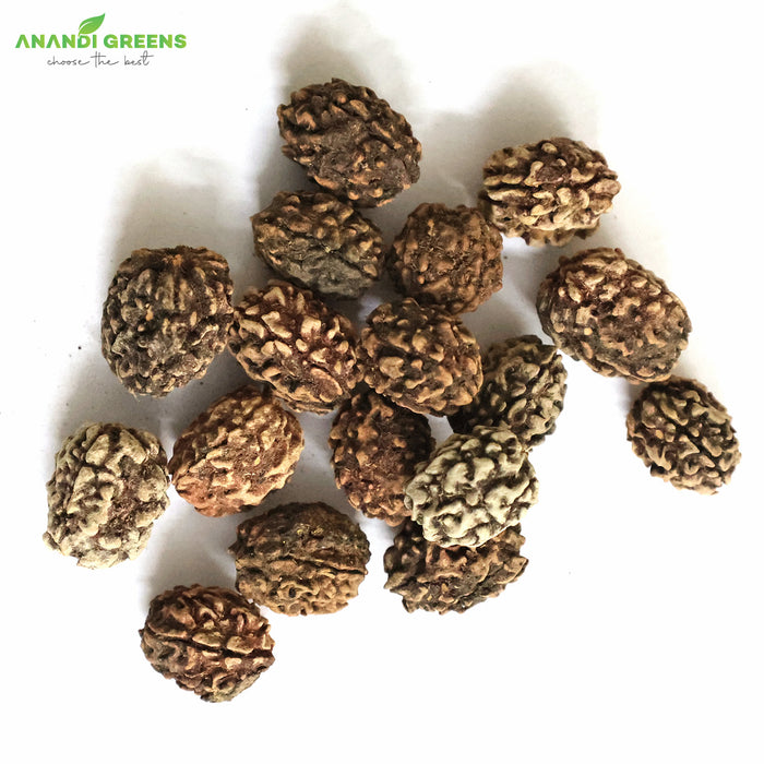 Rudraksh-Seeds-रुद्राक्ष-के-बीज