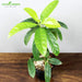 Rudraksh-Plant