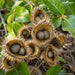 Sagargota Seeds