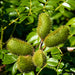 Sagargota Seeds