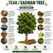 Sagwan_Tectona_grandis_Teak_Tree_Seeds