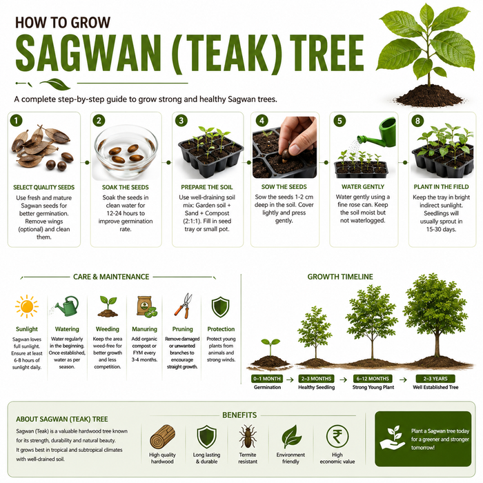 Sagwan_Tectona_grandis_Teak_Tree_Seeds