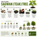 Sagwan_Tectona_grandis_Teak_Tree_Seeds