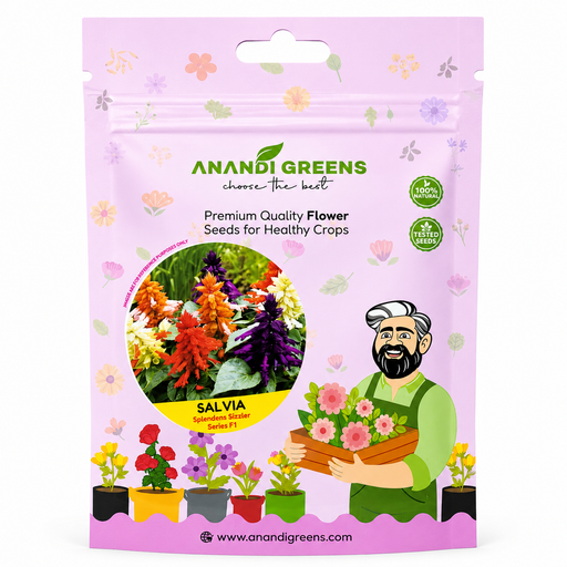 Salvia – Splendens Sizzler Series F1