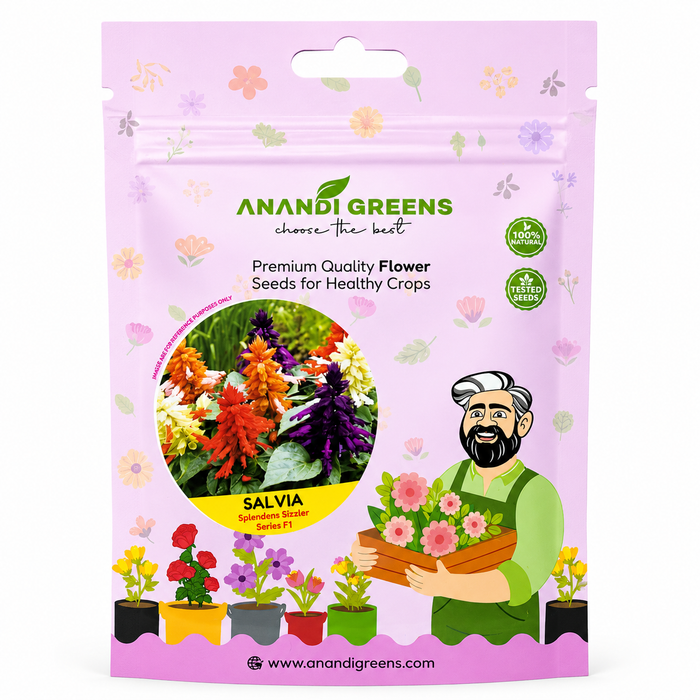 Salvia – Splendens Sizzler Series F1