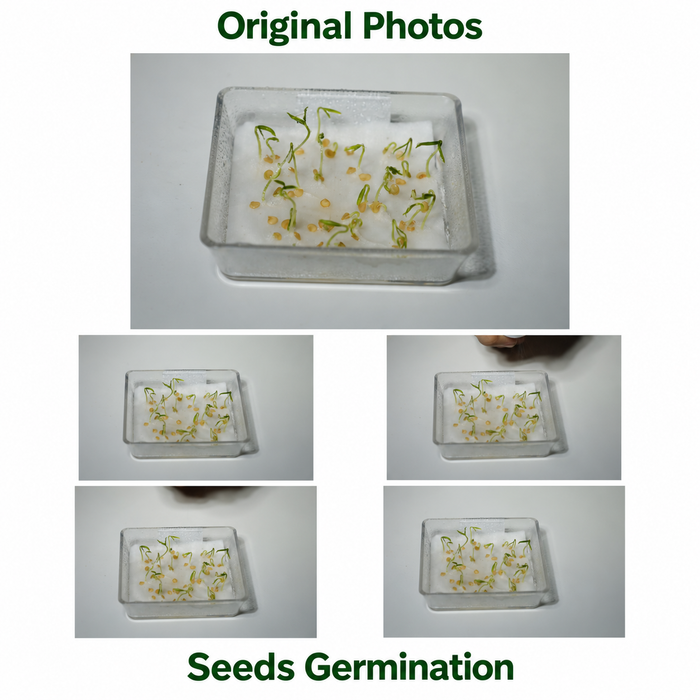 Seed_Germination_Photo_Collage