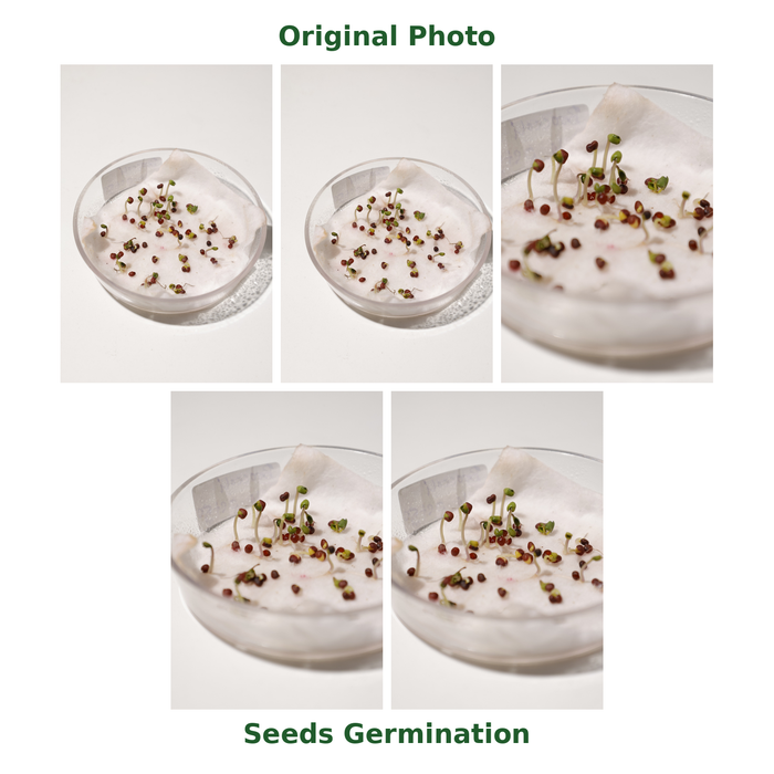Broccoli (ब्रोकोली) Hybrid Seeds