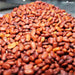 Sesbania Grandiflora Seeds (Agati / Agathi / Hummingbird Tree)