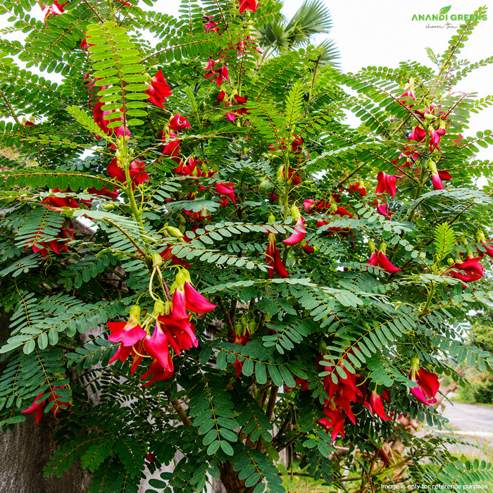 Sesbania Grandiflora Seeds (Agati / Agathi / Hummingbird Tree)